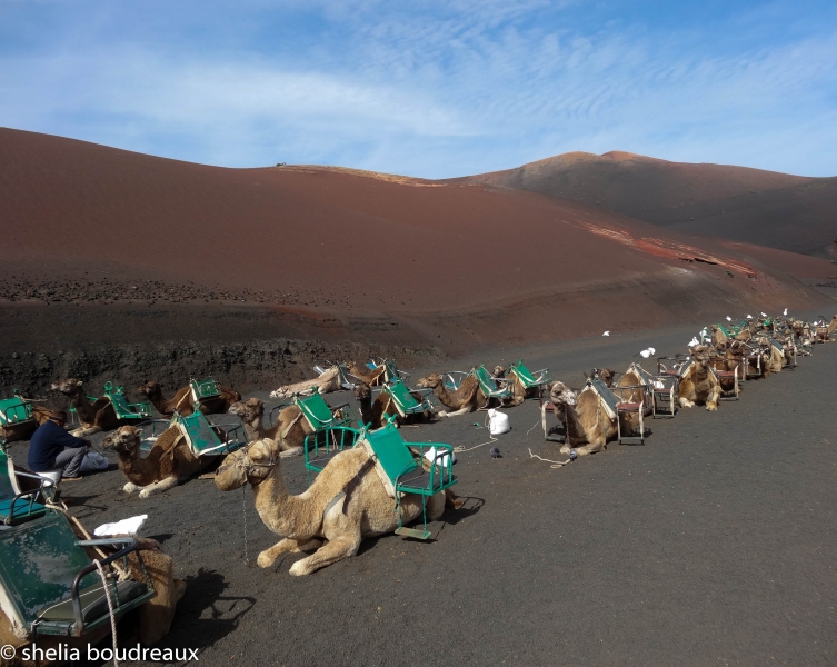 Camel Rides